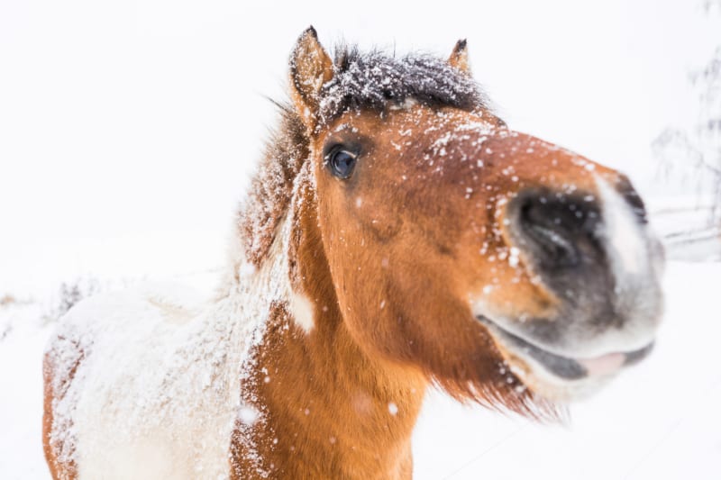 De Kunst van Paardenverzorging in de Winter: PIPPA Equestrian Soap als Jouw Geheime Wapen - PIPPA Equestrian Soap