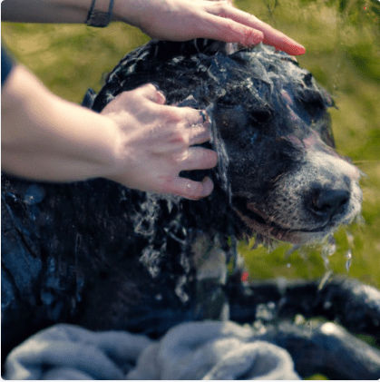 Hondenshampoo van PIPPA Equestrian Soap; De Échte Natuurlijke Verzorging - PIPPA Equestrian Soap