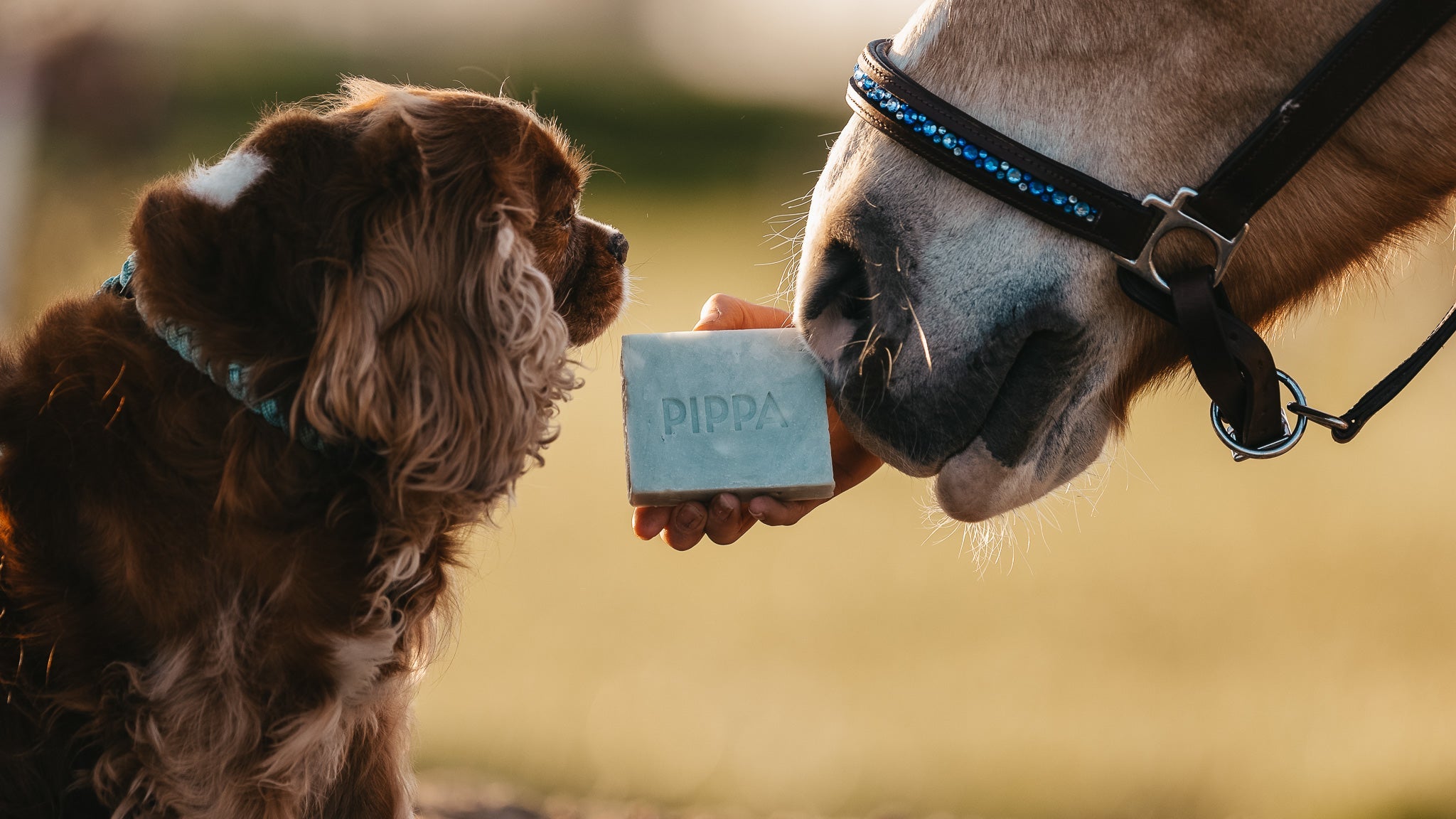 Paardenshampoo, om liefde aan je dier te geven. - PIPPA Equestrian Soap