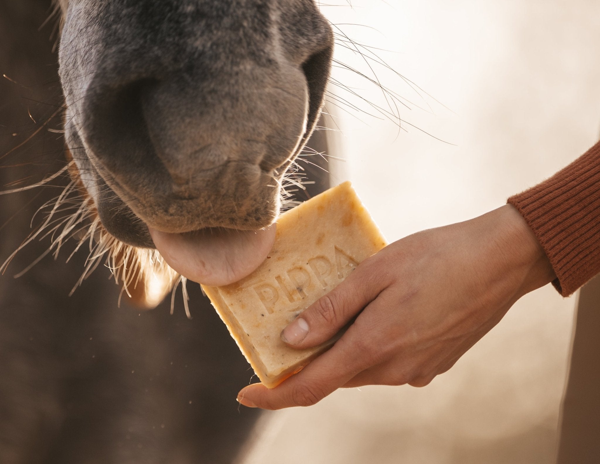 Pumpkin & Spices, niet alleen een lekkere koffie! - PIPPA Equestrian Soap