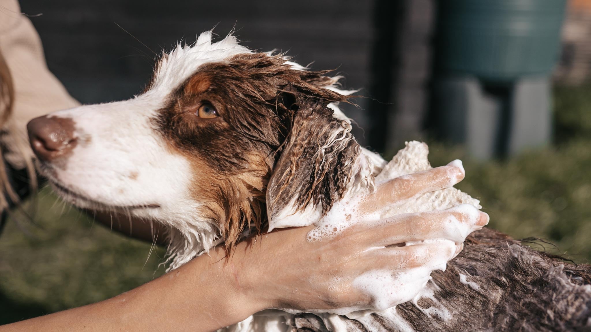 Hondenverzorging - PIPPA Equestrian Soap
