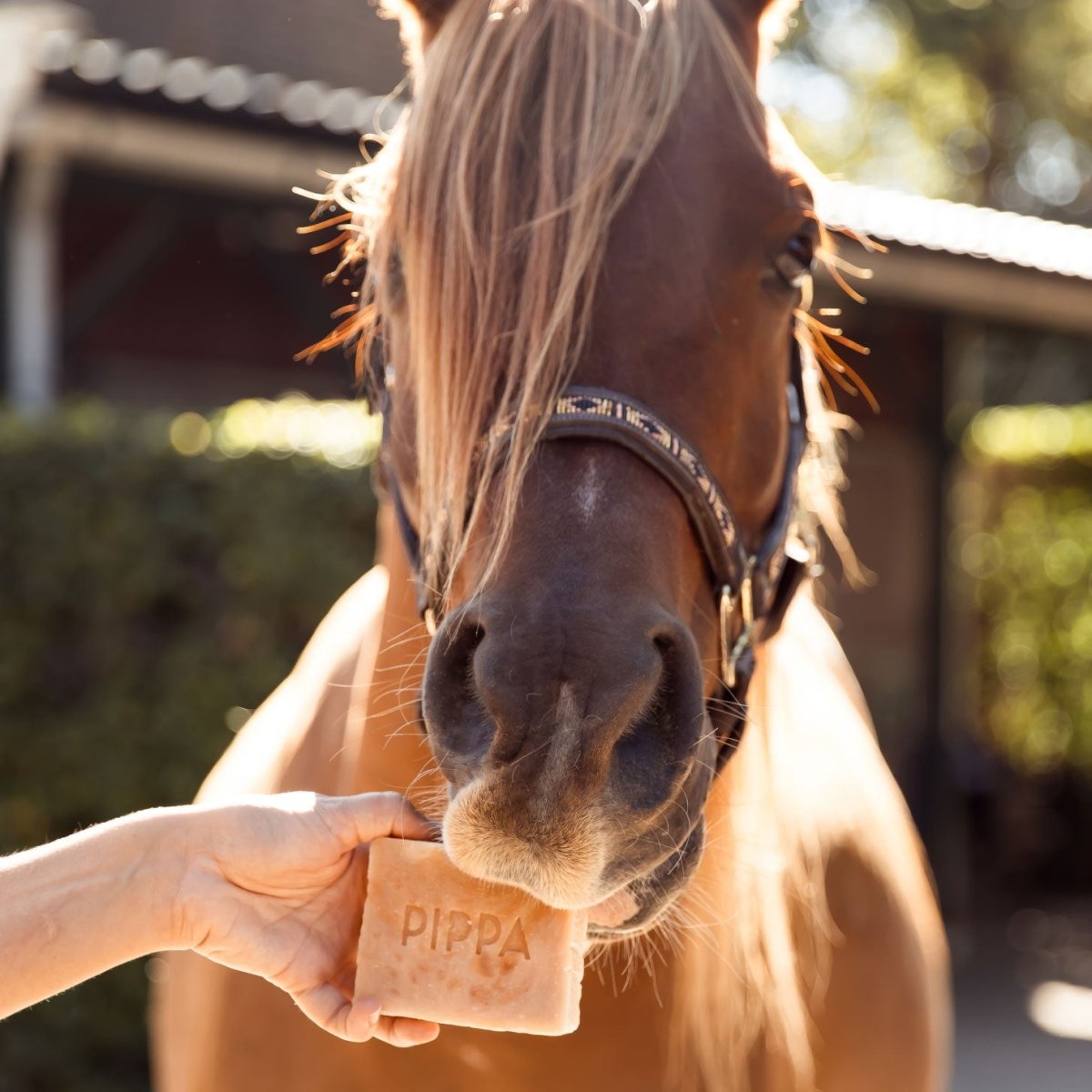 PIPPA Paardenshampoo Honey & Propolis - PIPPA Equestrian Soap - Desinfecterende shampoo