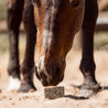 PIPPA Paardenshampoo Thyme & Bergamot - PIPPA Equestrian Soap - Shampoo en crèmespoeling voor huisdieren