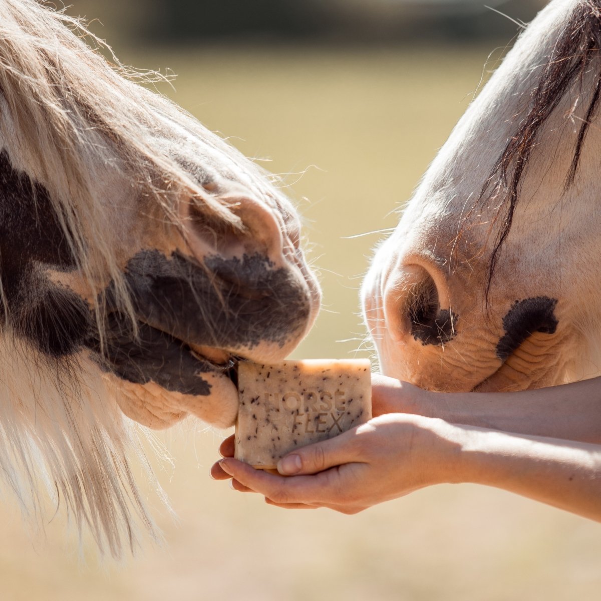 PIPPA x HorseFlex Paardenshampoo Magnesium & Rosemary - PIPPA Equestrian Soap - Shampoo en crèmespoeling voor huisdieren
